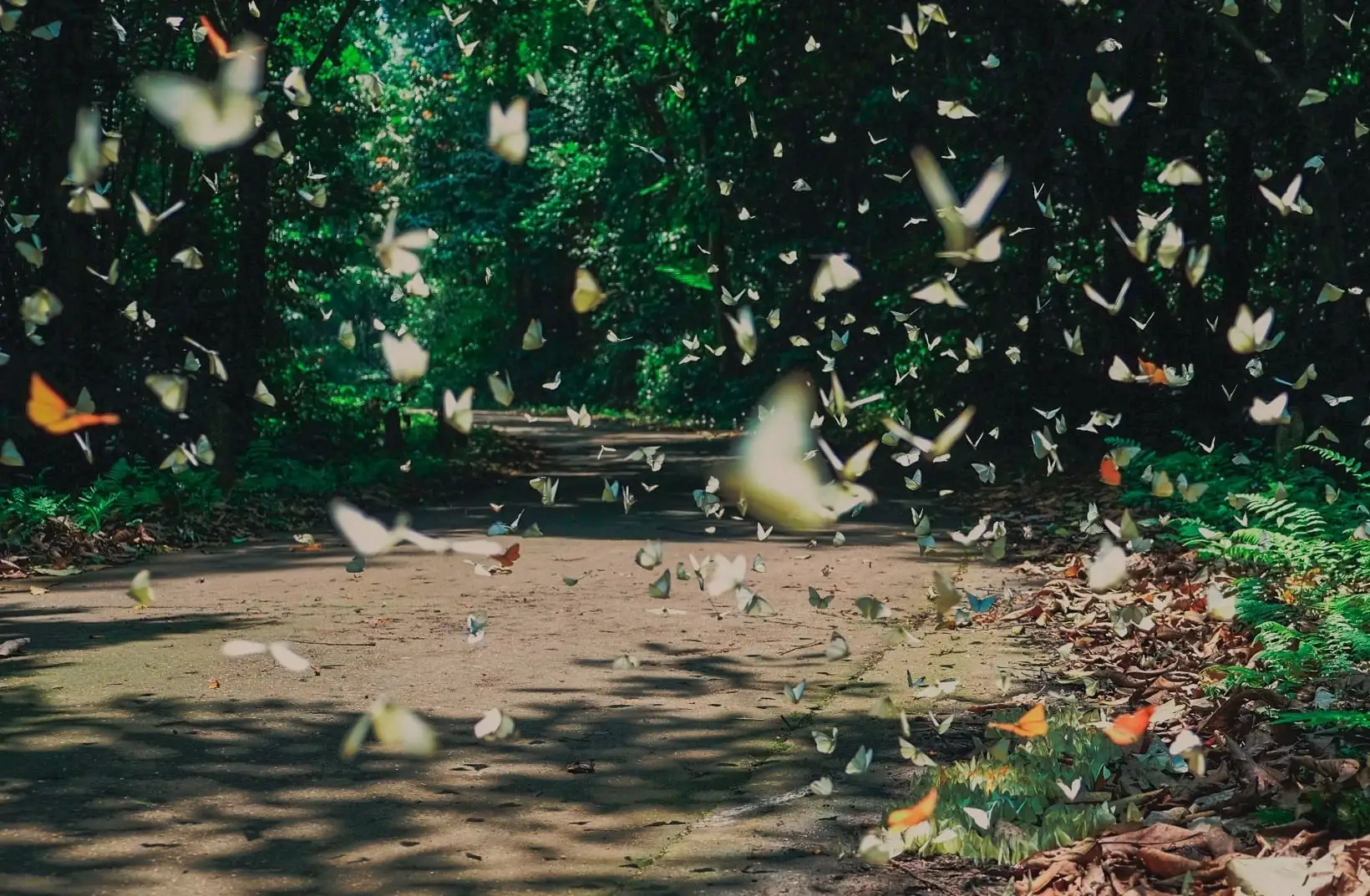 Mùa bướm Cúc Phương, Ninh Bình